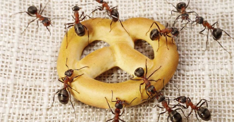 Prejuízos gerados pelas formigas.