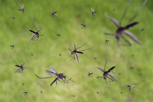 Vemos mosquitos. Quer saber como evitar pragas urbanas? Confira o artigo!