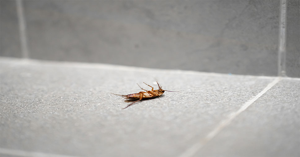 A Insect Bye te ensina como evitar pragas urbanas em sua casa!