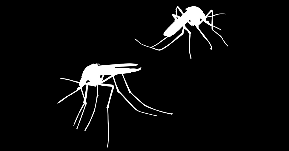 Mosquito que passa a Dengue.