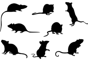 invasão de ratos em condomínio