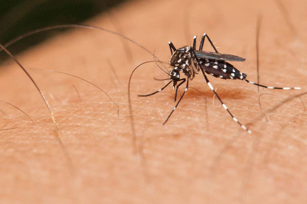 Doenças que podem ser evitadas ao limpar caixa d'água: dengue
