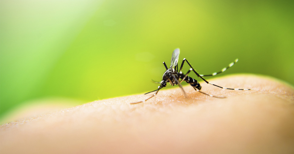Tipos de dengue comuns no Brasil