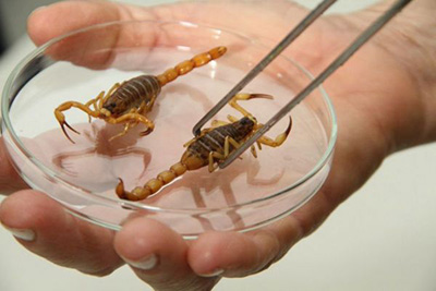Cuidados com escorpião: conheça as espécies