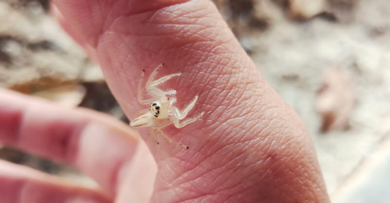 foto de aranha pequena na mão de um adulto - picada de aranha