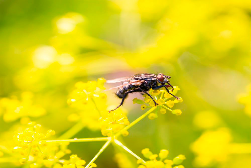 Como evitar proliferação de insetos na primavera