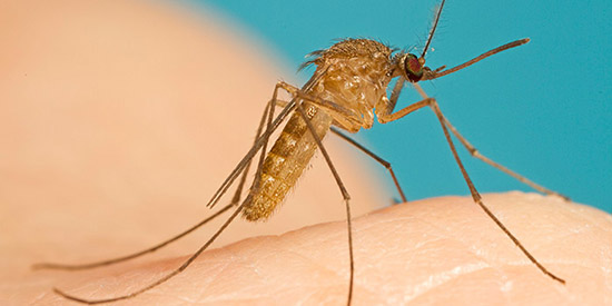 Diferença entre mosquito e pernilongo Culex