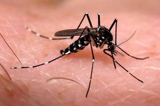 Diferença entre mosquito e pernilongo Aedes