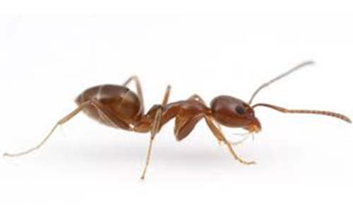 tipos de formigas argentinas