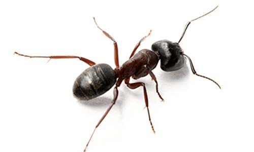 tipos de formigas carpinteiras