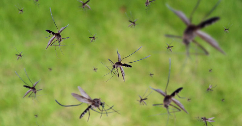Aedes aegypti e pernilongo