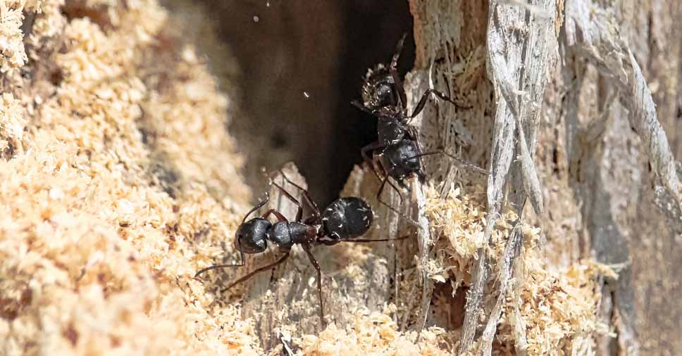 Formiga carpinteira: entenda tudo sobre a espécie