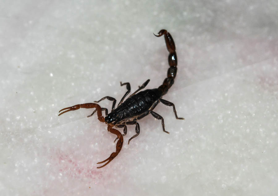 Escorpião-preto tipos de escorpião