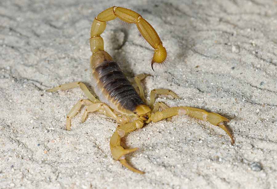 Escorpião-do-nordeste tipos de escorpião