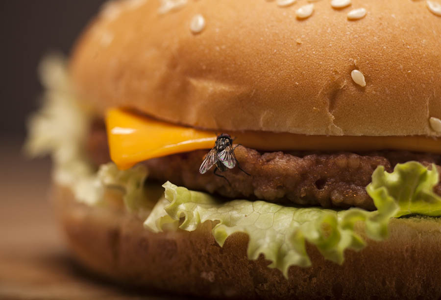 É possível visualizar um hambúrguer com uma mosca sobre ele. Neste artigo, a Insectbye trata o que pode acontecer quando uma mosca pousa na comida. 