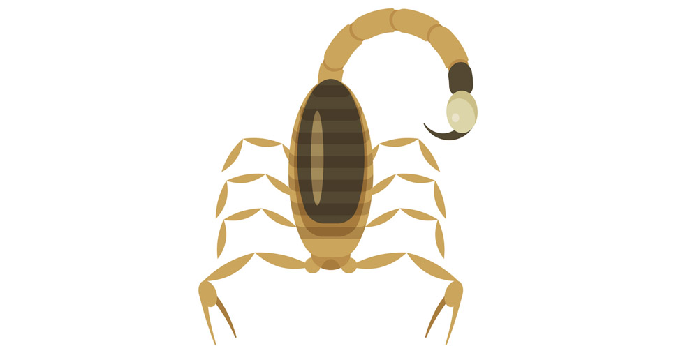 Desenho de escorpião amarelo em fundo branco: conheça a reprodução dos escorpiões