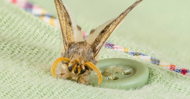 Insectos Roupa Inseto que come roupa? Saiba mais sobre isso! - Insect Bye