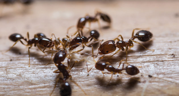 infestação de formiga por conta da dedetização mal feita