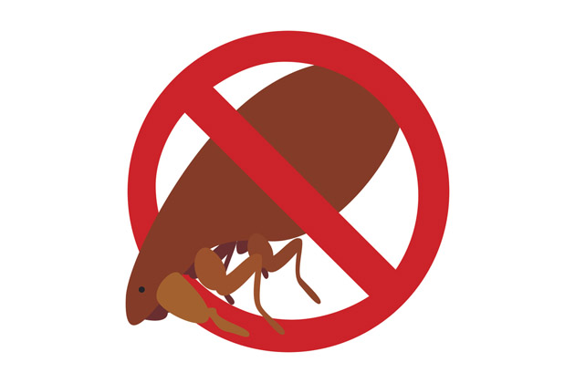 Símbolo de proibido em torno da pulga para demonstrar o ato de eliminar as pulgas