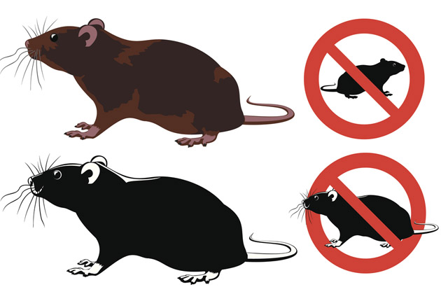 Vemos sinalizações indicando a não existência de ratos no local. Faça uma desratização em residência!