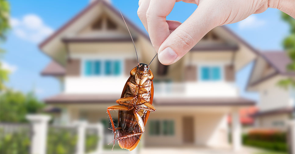 Insect Bye tem selo do Programa de Proteção Bayer: veja a importância!