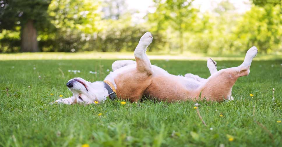Cachorro feliz rolando na grama representa a importância da dedetização de carrapatos