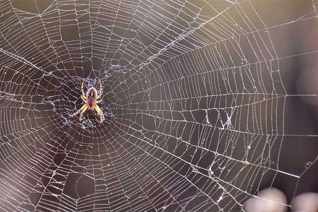 exemplo de uma teia e uma aranha em algum local exemplifica como evitar aranhas em casa