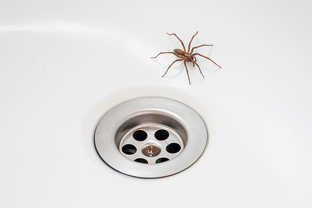 tipos de aranhas domésticas