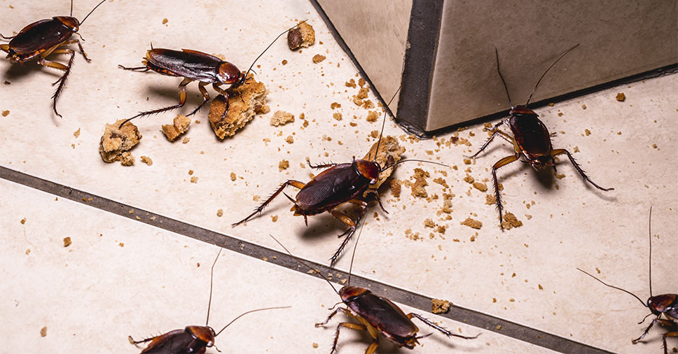 A Insect Bye lhe apresenta os 3 tipos de baratas mais comuns no Brasil