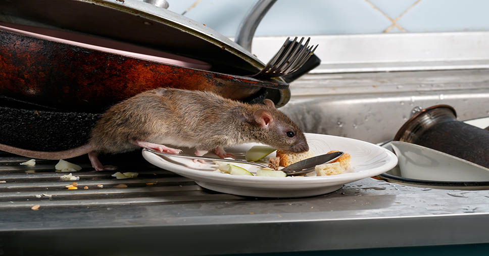 Roedor na pia. Não deixe comida na pia. Veja outras formas de prevenir ratos em residência!