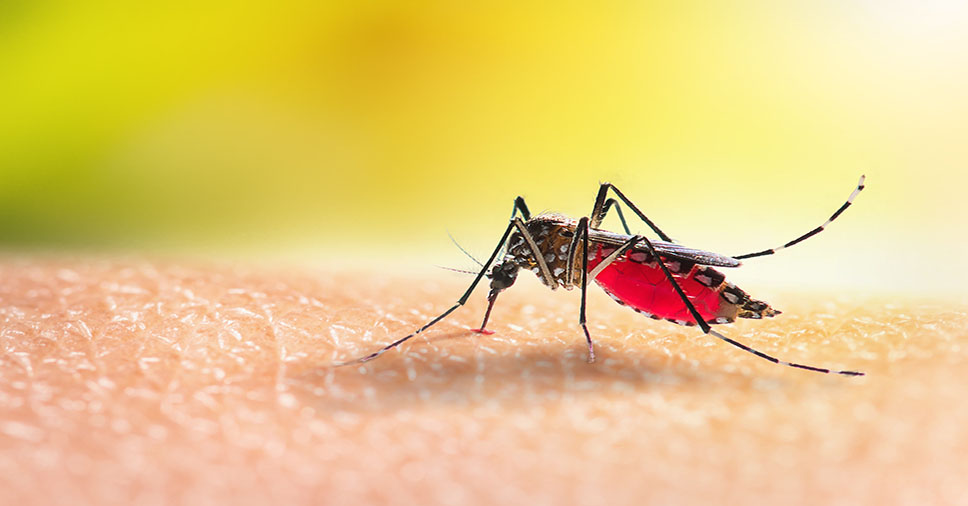 Como prevenir a dengue: 4 dicas para combater a doença