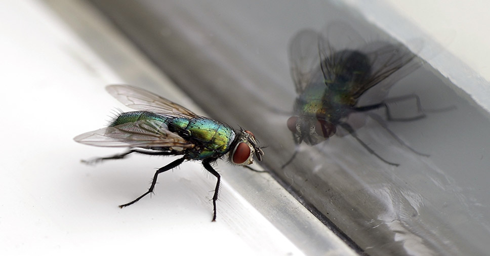 Aprenda a eliminar as moscas de sua casa