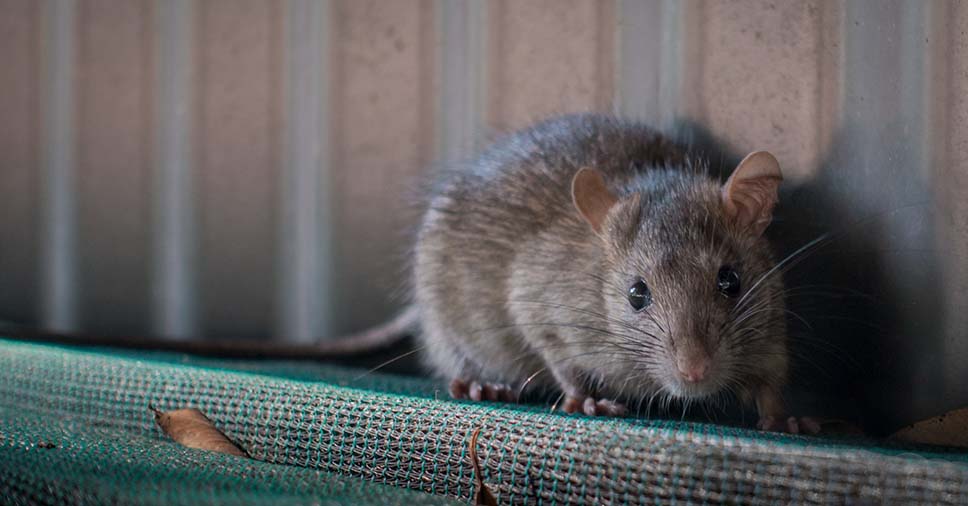 Vemos um roedor. Saiba o que fazer se houver fezes de rato!