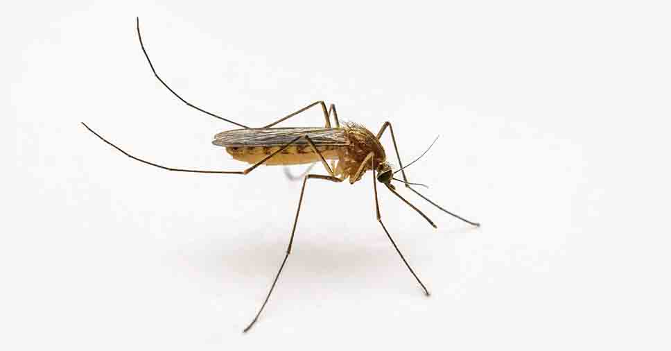 pernilongo-da-dengue