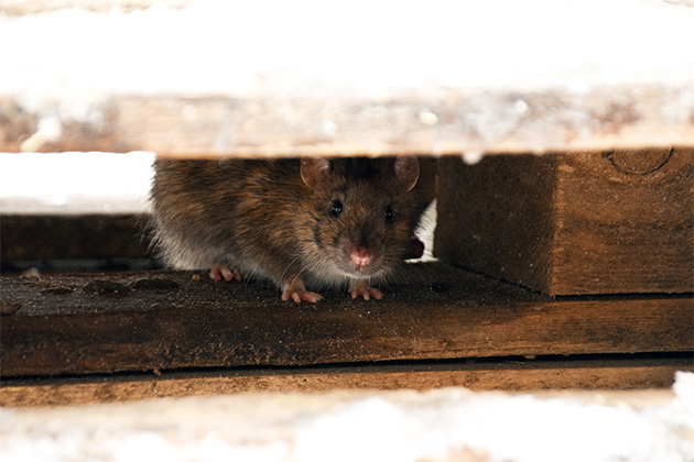 Ratinho escondido. Evite o que atrai ratos!