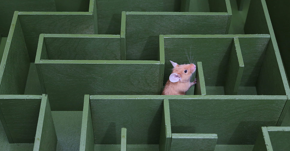 Sabe o que atrai ratos em empresas e residências? Veja 4 causas!