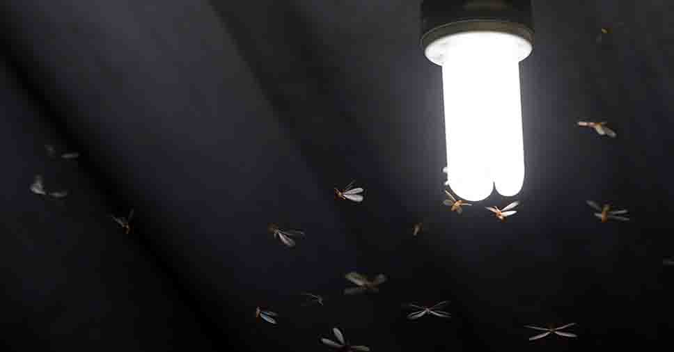 Bichinhos atraídos pela luz. Veja como evitar insetos noturnos!