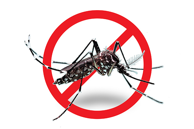 Pernilongos da dengue: como se prevenir? Confira já!
