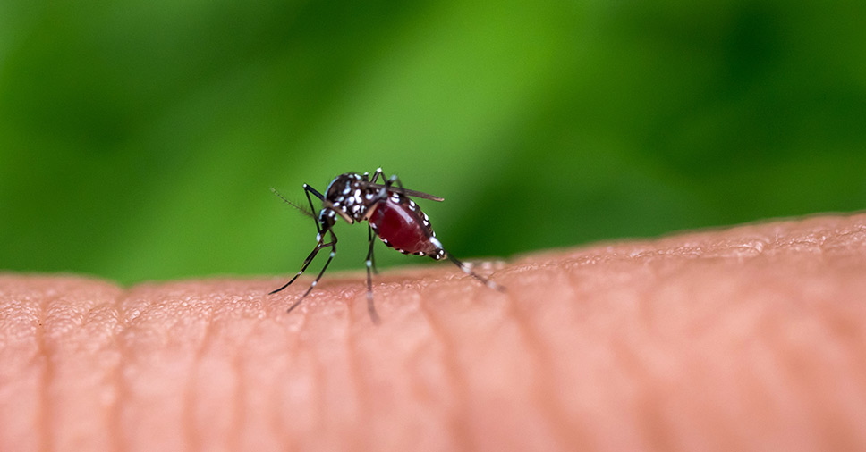 Pernilongos da dengue. Saiba como se prevenir!