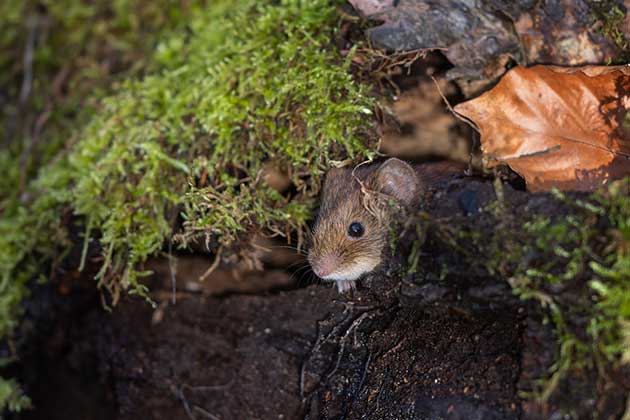 Conheça exemplos de esconderijos de roedores