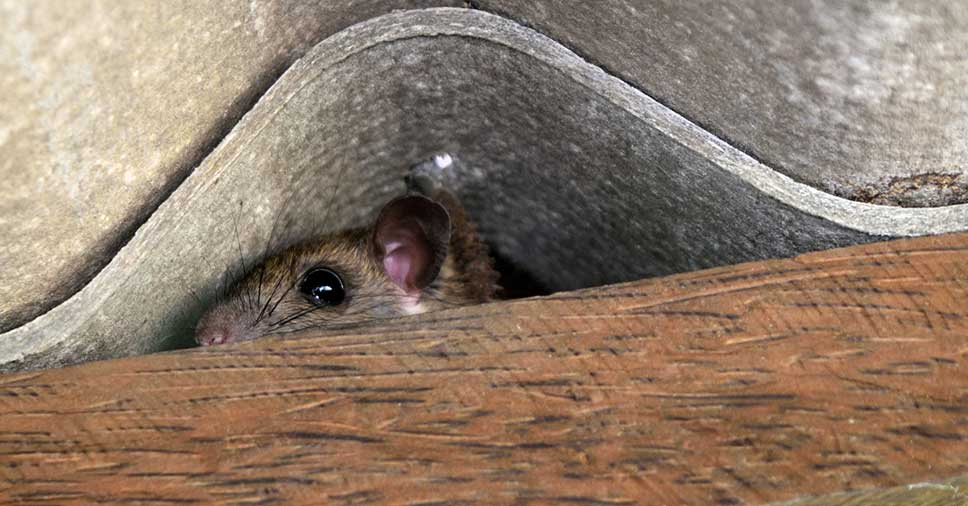 Quais são os principais esconderijos de roedores?