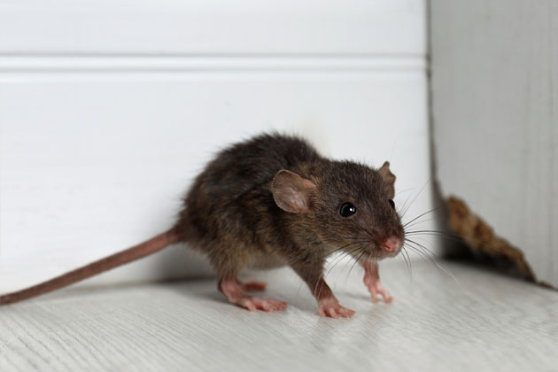 Roedores. Saiba mais sobre dedetização de ratos!