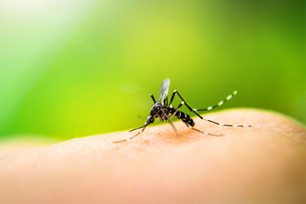 Mosquito. Veja mitos e verdades sobre pernilongo da dengue!