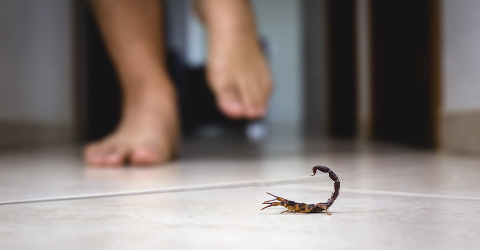 A Insect Bye conta quantos filhotes um escorpião pode ter!