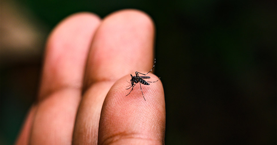 Você sabe qual o período mais ativo do pernilongo da dengue em um dia?