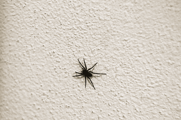 Veja 7 principais tipos de aranhas domésticas no RJ! | Insect Bye