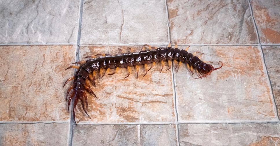 Lacraia em casa: é perigoso? Como eliminar de forma segura?