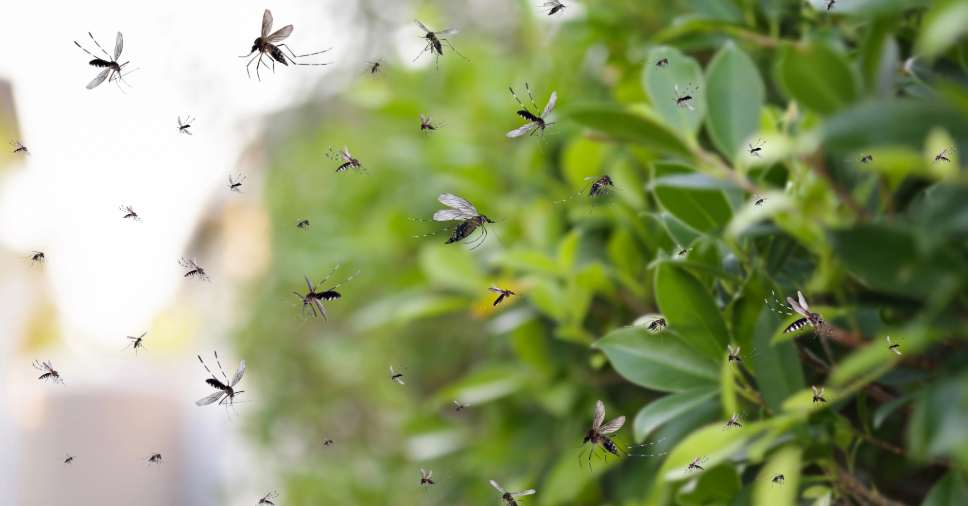 Enxame de mosquitos paira em frente à folhagem, mostrando insetos que aparecem no calor.