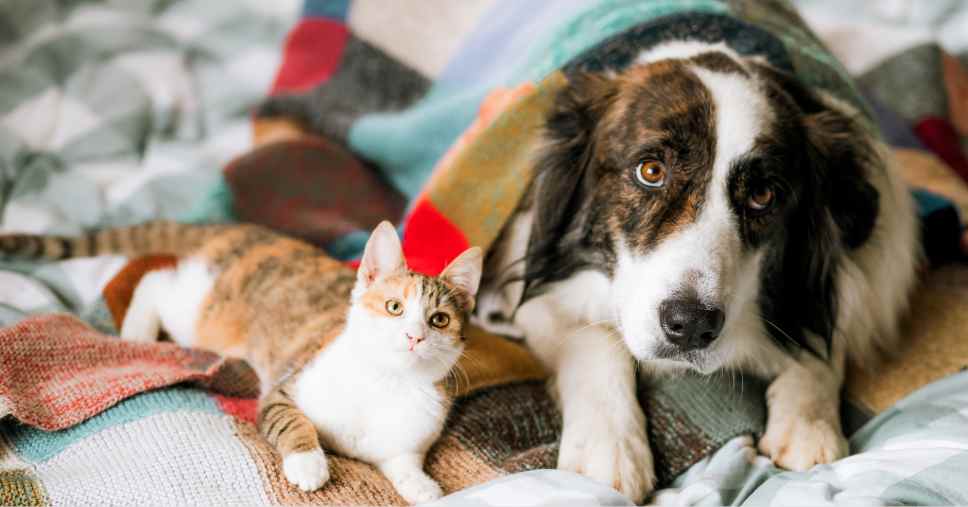 Cão e gato deitados juntos sobre uma manta colorida, ilustrando a importância do controle de pulgas em cães e gatos.