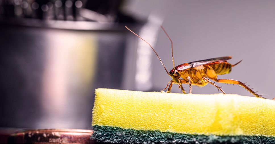 Barata sobre uma esponja de cozinha amarela destaca a necessidade do controle de baratas no verão.